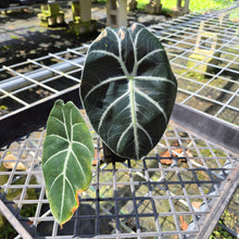 Load image into Gallery viewer, Alocasia Longiloba Grandis x Sanderiana 'Mark Campbell', Exact Plant
