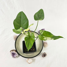 Load image into Gallery viewer, Philodendron Ilsemanii, Exact Plant Variegated Ships Nationwide
