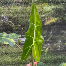 Load image into Gallery viewer, Alocasia Sarian aurea variegated 2.5" pot, Fedex 2day*
