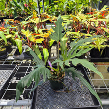 Load image into Gallery viewer, Philodendron Orchid Jungle, Exact Plant Ships Nationwide
