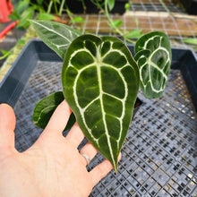 Load image into Gallery viewer, Anthurium &quot;Michelle x Zara&quot; x Noid Hybrid, Exact Plant Ships Nationwide
