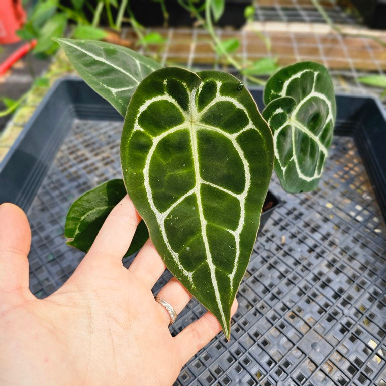 Anthurium 