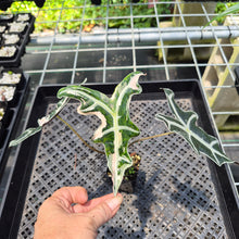 Load image into Gallery viewer, Alocasia Nobilis Pink variegated exact plant, Fedex 2day*

