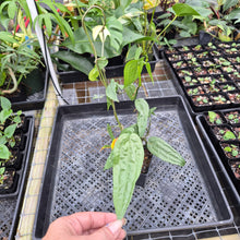 Load image into Gallery viewer, Anthurium Sp. Limon, Exact Plant Ships Nationwide
