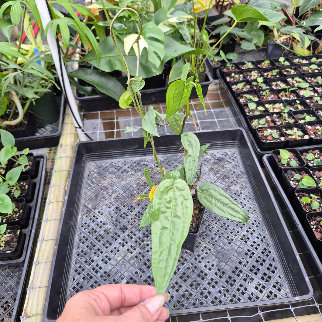 Anthurium Sp. Limon, Exact Plant Ships Nationwide