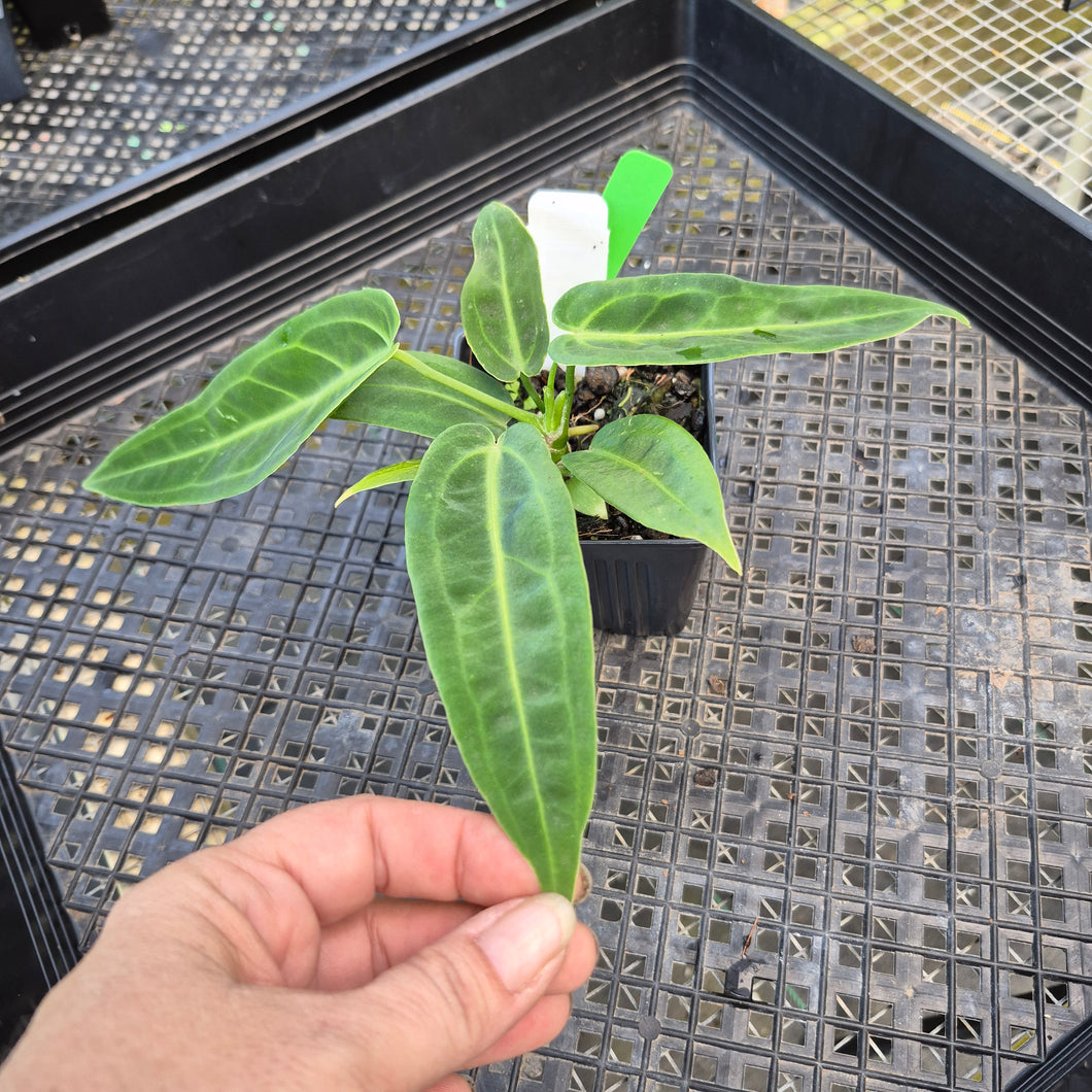 Anthurium Warocqueanum, Queen, Exact Plant Ships Nationwide