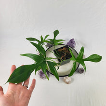 Load image into Gallery viewer, Philodendron Quercifolium x Pedatum, Exact Plant Ships Nationwide
