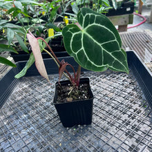 Load image into Gallery viewer, Anthurium Crystallinum, Exact Plant 3 top plant Ships Nationwide
