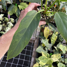 Load image into Gallery viewer, Philodendron Olympiad Pinnatifidum variegated exact plant, Fedex 2day*
