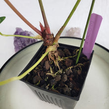 Load image into Gallery viewer, Anthurium Magnificum X Crystalinum, Exact Plant Ships Nationwide
