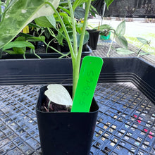 Load image into Gallery viewer, Alocasia Frydek, Exact Plant Variegated Ships Nationwide

