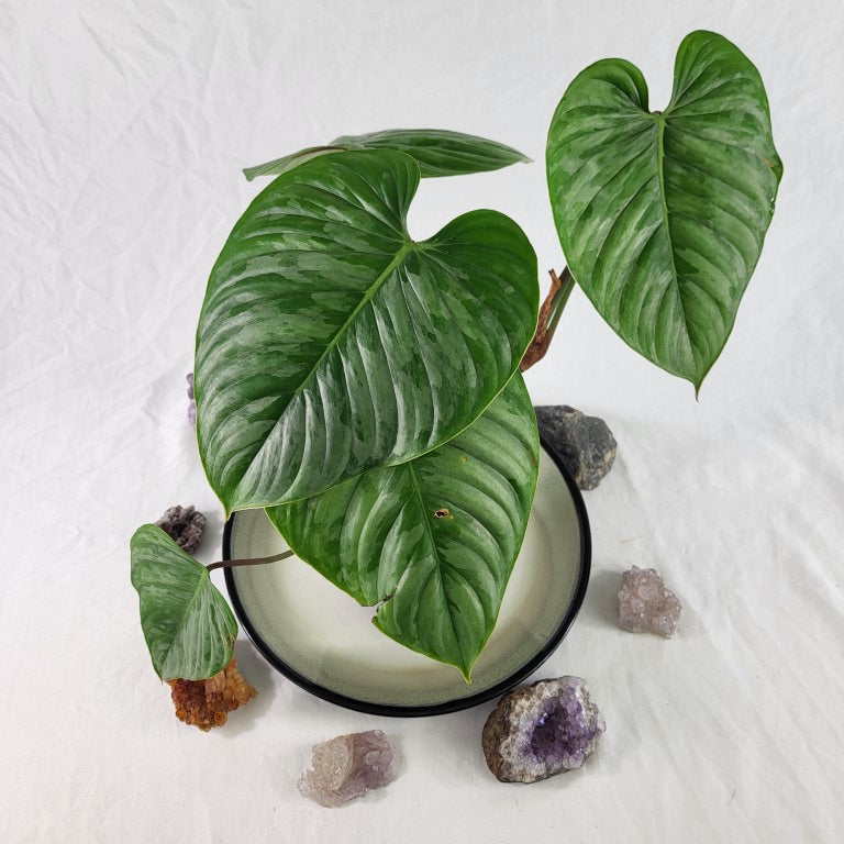 Philodendron Sodiroi True Form, Exact Plant Ships Nationwide