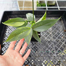 Load image into Gallery viewer, Philodendron Hastatum Silver Sword, Exact Plant Variegated Ships Nationwide
