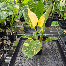 Load image into Gallery viewer, Philodendron Green Congo Nuclear Variegated exact plant, Fedex 2day*
