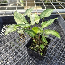 Load image into Gallery viewer, Syngonium Three Kings Magic Marble Variegated 4" pot, Fedex 2day*
