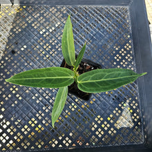 Load image into Gallery viewer, Anthurium Warocqueanum, Queen, Exact Plant Ships Nationwide
