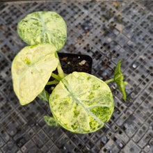 Load image into Gallery viewer, Alocasia Ninja Tricolor, Exact Plant Variegated Ships Nationwide
