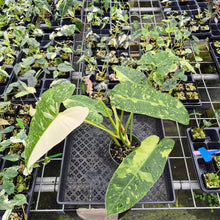 Load image into Gallery viewer, Philodendron Jose Buono Variegated exact plant, Fedex 2day*
