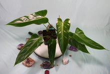 Load image into Gallery viewer, Philodendron Bernadopazii Exact Plant Ships nationwide
