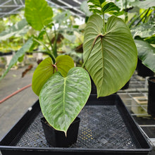 Load image into Gallery viewer, Philodendron Sodiroi True Form, Exact Plant Ships Nationwide
