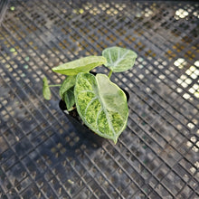 Load image into Gallery viewer, Alocasia Ninja, Exact Plant Variegated Ships Nationwide
