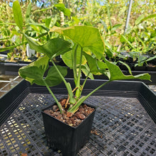 Load image into Gallery viewer, Syngonium Mango Allusion, Orm Thong, Exact Plant Variegated Ships Nationwide
