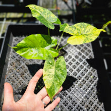 Load image into Gallery viewer, Alocasia Gageana Aurea, Exact Plant Variegated 4&#39;&#39; pot
