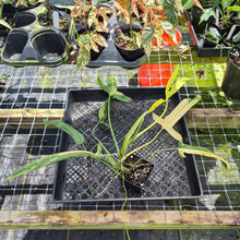 Load image into Gallery viewer, Philodendron Holtonianum Variegated, Exact Plant Ships Nationwide
