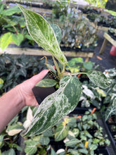 Load image into Gallery viewer, Philodendron Green Emerald Variegated 2.5" pot, Fedex 2day*

