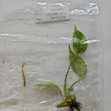 Load image into Gallery viewer, Monstera Deliciosa Marilyn variegated tissue culture 2DayAir
