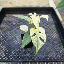 Load image into Gallery viewer, Rhaphidophora Tetrasperma White Monster, Exact Plant Variegated 2.5&quot; Ships Nationwide
