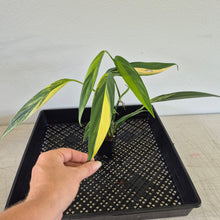 Load image into Gallery viewer, Epipremnum Amplissimum Variegated exact plant, Fedex 2day*
