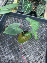 Load image into Gallery viewer, Anthurium Papillilaminum Fort Sherman X ( FS X Ralph Lynam), Ship Nationwide
