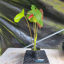 Load image into Gallery viewer, Anthurium Moodeanum x Andraeanum, Exact Plant, Speckled Ships Nationwide
