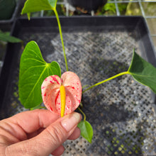 Load image into Gallery viewer, Anthurium Shibori Variegated exact plant, Fedex 2day*
