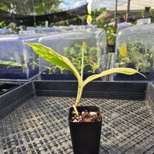 Load image into Gallery viewer, Rhaphidophora Lobbii, Exact Plant Variegated Ships Nationwide
