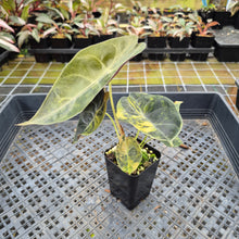 Load image into Gallery viewer, Alocasia Sedenii Aurea Variegated exact plant, Fedex 2day*
