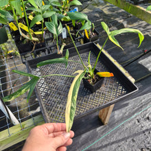 Load image into Gallery viewer, Philodendron Holtonianum Variegated, Exact Plant Ships Nationwide
