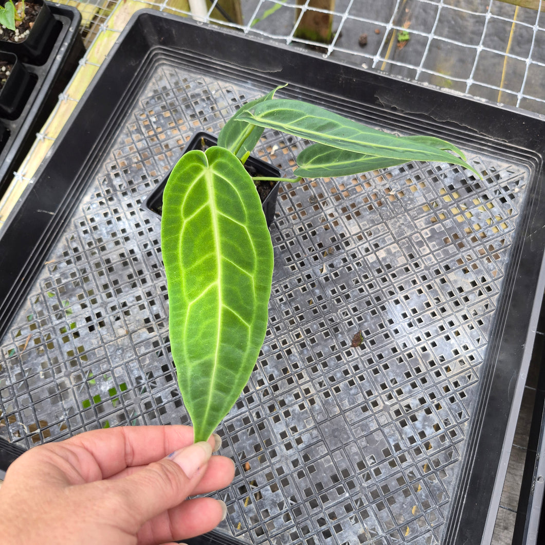 Anthurium Warocqueanum, Queen, Exact Plant Ships Nationwide