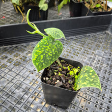 Load image into Gallery viewer, Scindapsus Snake Scale, Exact Plant Ships Nationwide
