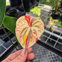 Load image into Gallery viewer, Anthurium Shibori Variegated exact plant, Fedex 2day*

