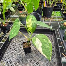 Load image into Gallery viewer, Syngonium Chiapense Variegated exact plant, Fedex 2day*

