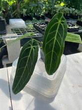Load image into Gallery viewer, Anthurium Warocqueanum, Queen exact plant, Fedex 2day*
