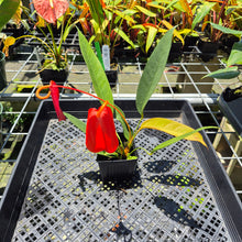 Load image into Gallery viewer, Anthurium Scherzerianum "Pig Tail" exact plant, Fedex 2day*
