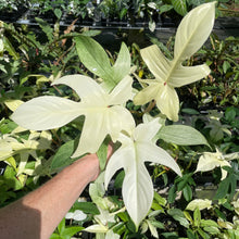 Load image into Gallery viewer, Philodendron Florida Ghost 4" pot, Fedex 2day*
