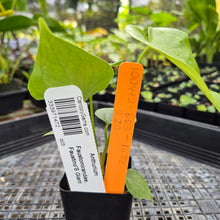 Load image into Gallery viewer, Anthurium Faustomirandae, Faustino&#39;S Giant, Exact Plant Ships Nationwide

