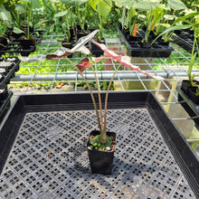 Load image into Gallery viewer, Alocasia Nobilis Pink variegated exact plant, Fedex 2day*
