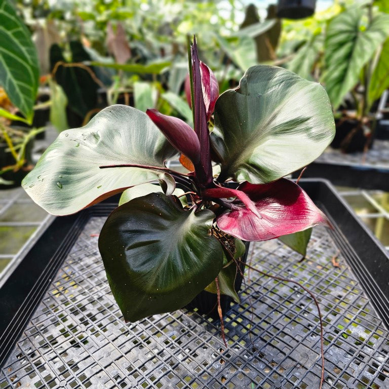 Philodendron Red Heart, Exact Plant