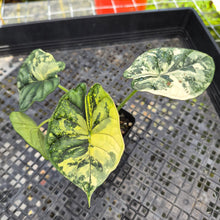 Load image into Gallery viewer, Alocasia Baginda Dragon Scale Albo Aurea Bicolor , Exact Plant Ships Nationwide
