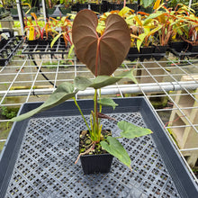 Load image into Gallery viewer, Anthurium Moodeanum, Exact Plant Ships Nationwide
